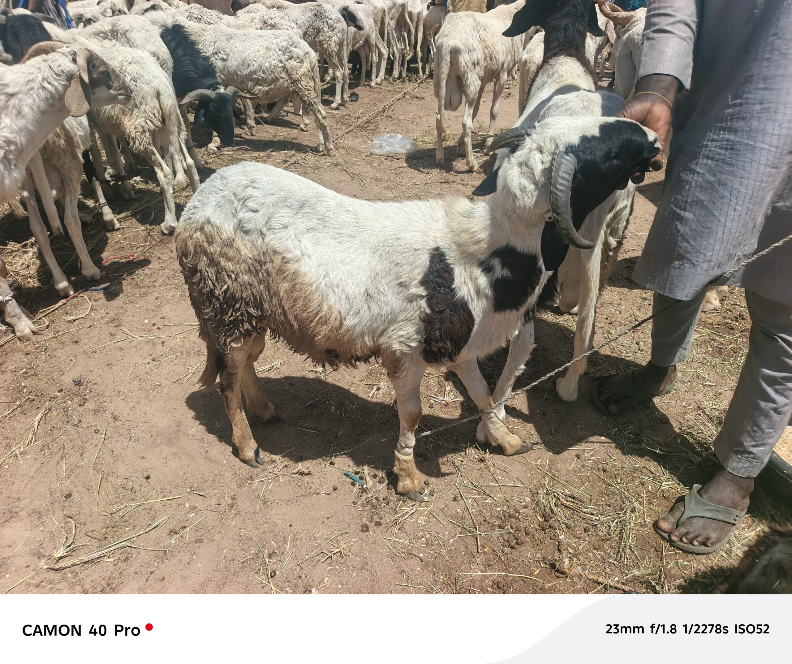 Healthy and matured Ram